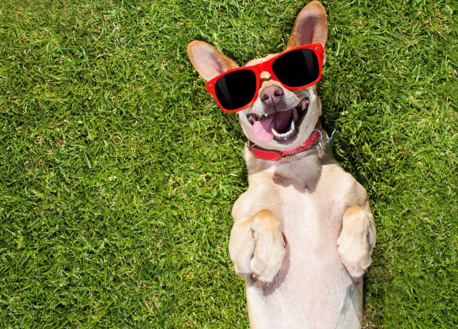 Dog-Lying-in-Grass-with-Sunglasses-On
