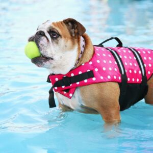 Bulldog-with-Tennis-Ball-in-Mouth-and-Lifejacket-Standing-in-Pool