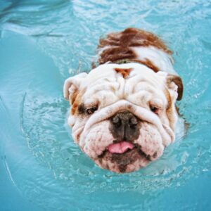Bulldog-Swimming-in-Pool